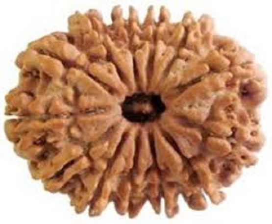 13-Mukhi-Rudraksh