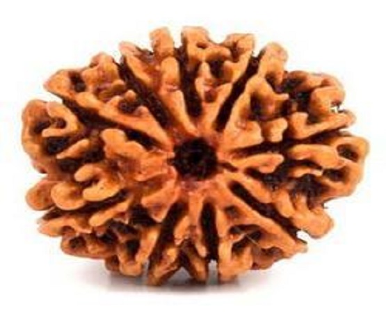 Rudraksha